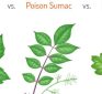 5 Minute Refresher Course:  Poison Oak, Poison Ivy, and Poison Sumac Identifying & Treating